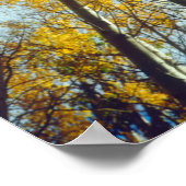 Herfstkleuren van Espenbomen 2 Poster (Hoek)