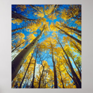 Herfstkleuren van Espenbomen 2 Poster