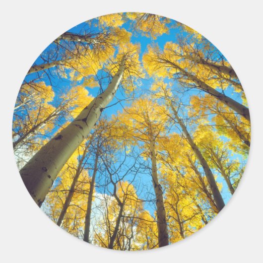 Herfstkleuren van Espenbomen 2 Ronde Sticker (Voorkant)