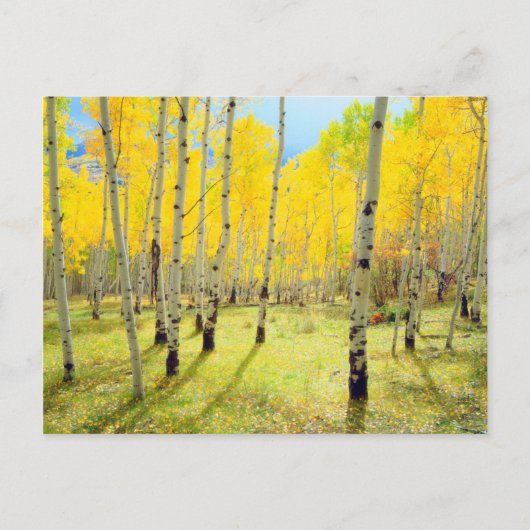 Herfstkleuren van Espenbomen 4 Briefkaart (Voorkant)