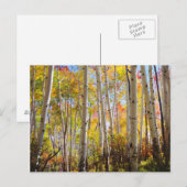 Herfstkleuren van Espenbomen 5 Briefkaart (Voorkant / Achterkant)