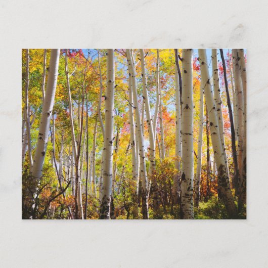 Herfstkleuren van Espenbomen 5 Briefkaart (Voorkant)