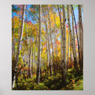 Herfstkleuren van Espenbomen 5 Poster