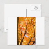 Herfstkleurstemming Briefkaart (Voorkant / Achterkant)