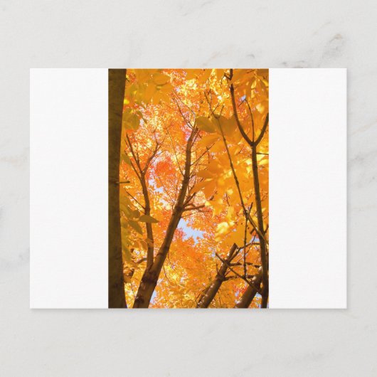 Herfstkleurstemming Briefkaart (Voorkant)