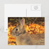 herfstkonijn briefkaart (Voorkant / Achterkant)