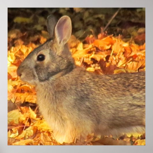 herfstkonijn poster (Voorkant)