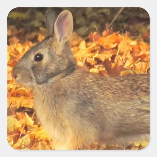 herfstkonijn vierkante sticker (Voorkant)