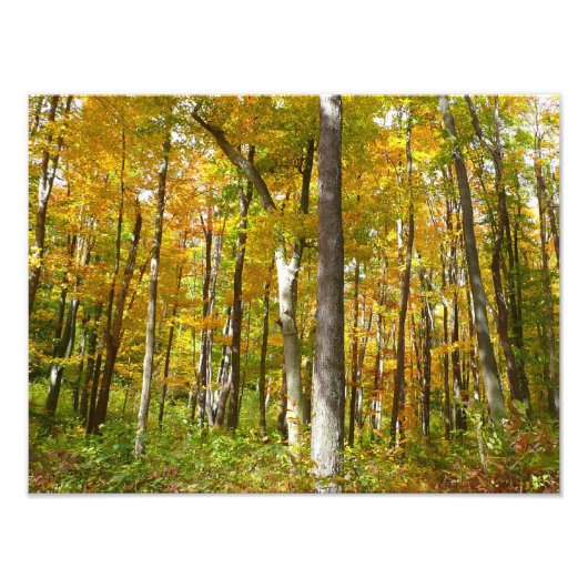 Herfstlandschap van bos met gele bladeren foto afdruk (Voorkant)
