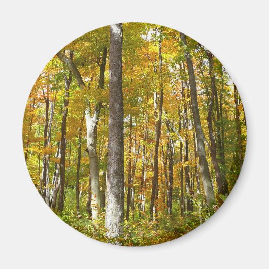 Herfstlandschap van bos met gele bladeren magneet (Voorkant)