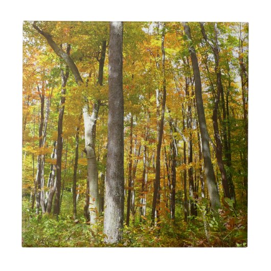 Herfstlandschap van bos met gele bladeren tegeltje (Voorkant)