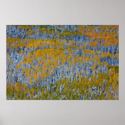Herfstlandschap van bos poster (Voorkant)