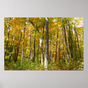 Herfstlandschap van Gele Bladeren Bos Poster