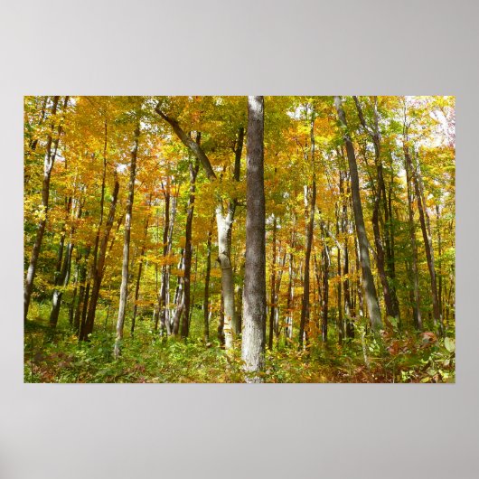 Herfstlandschap van Gele Bladeren Bos Poster (Voorkant)