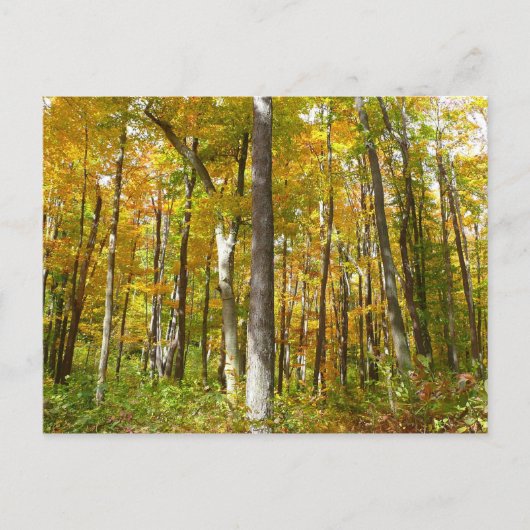 Herfstlandschap van Gele Bladeren Briefkaart (Voorkant)