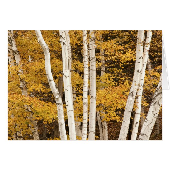 Herfstlandschap, Vermont, VS (Voorkant Horizontaal)