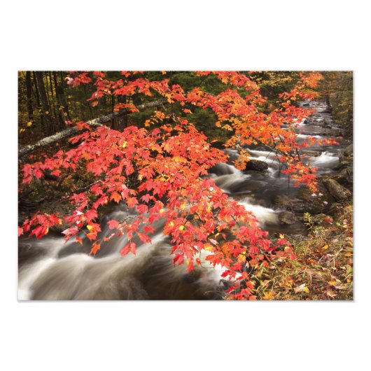 Herfstlandschap, Vermont, VS 4 Foto Afdruk (Voorkant)