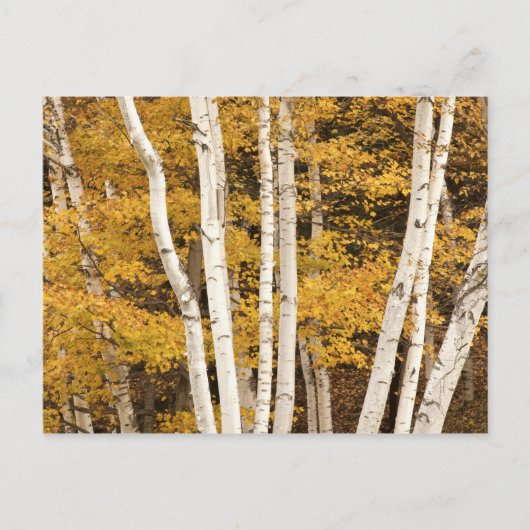 Herfstlandschap, Vermont, VS Briefkaart (Voorkant)