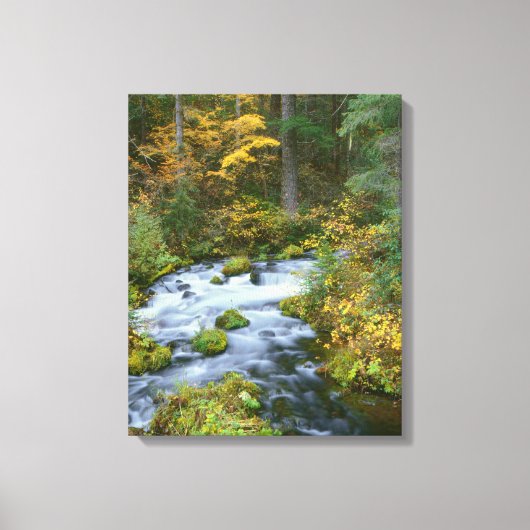 Herfstloof & Douglas sparrenrand Roaring River Canvas Afdruk (Voorkant)