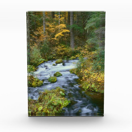 Herfstloof & Douglas sparrenrand Roaring River Fotoblokken (Voorkant)