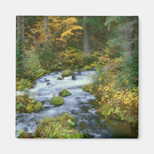 Herfstloof & Douglas sparrenrand Roaring River Magneet (Voorkant)
