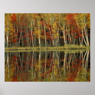 Herfstloof en berkenreflecties; Hiawatha Poster