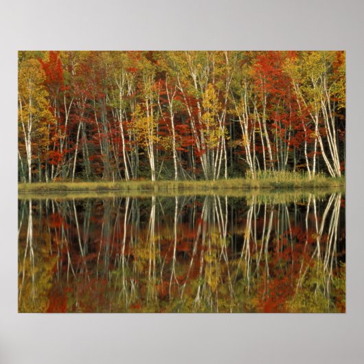 Herfstloof en berkenreflecties; Hiawatha Poster (Voorkant)