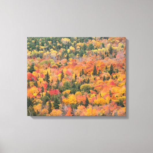 Herfstloof | Keweenaw schiereiland, Michigan Canvas Afdruk (Voorkant)