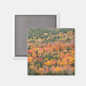 Herfstloof | Keweenaw schiereiland, Michigan Magneet (Voorkant / Achterkant)