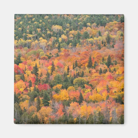 Herfstloof | Keweenaw schiereiland, Michigan Magneet (Voorkant)