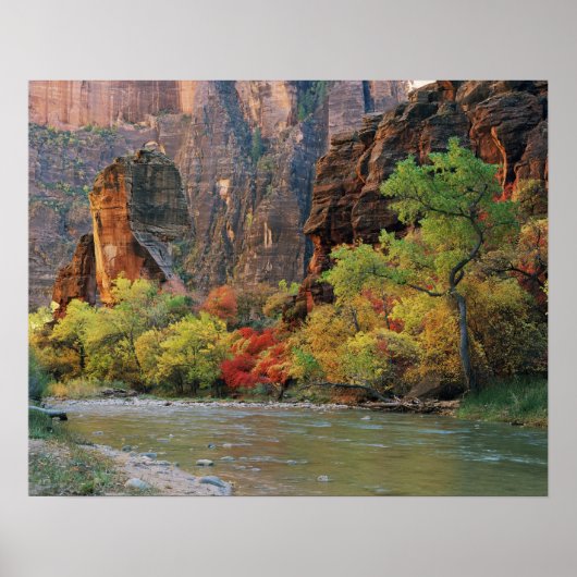 Herfstloof langs de Virgin River nabij de toegang Poster (Voorkant)