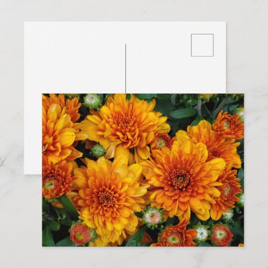 Herfstmoeders Briefkaart (Voorkant / Achterkant)