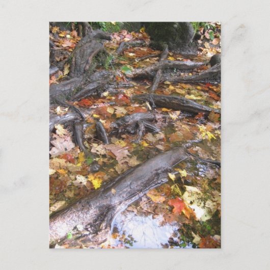 herfstmug briefkaart (Voorkant)