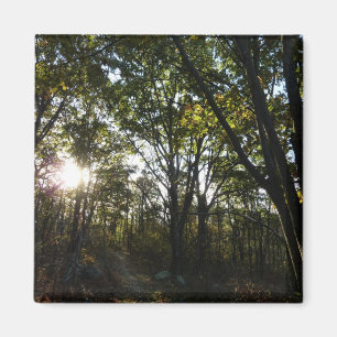 Herfstochtend in Shenandoah National Park Magneet