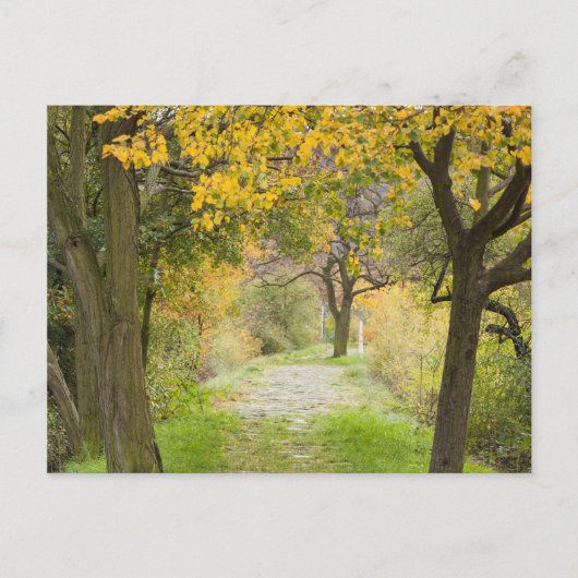 Herfstpad Briefkaart (Voorkant)