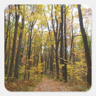 Herfstpad en gouden bladeren in Laurel Hill Park Vierkante Sticker