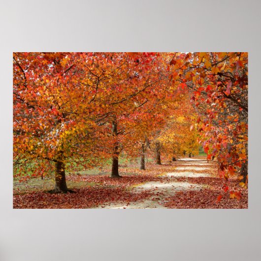 Herfstpad Poster (Voorkant)