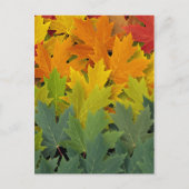 Herfstpatroon 2 briefkaart (Voorkant)