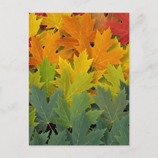 Herfstpatroon 2 briefkaart (Voorkant)