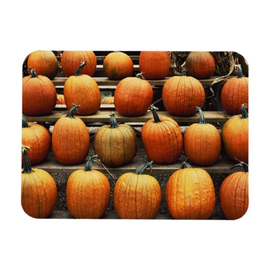 Herfstpompoenen Magneet (Horizontaal)