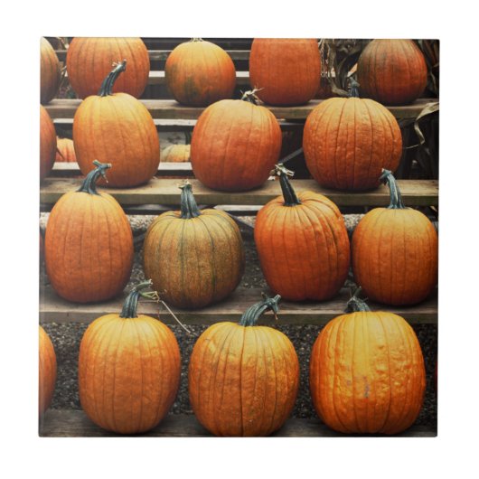 Herfstpompoenen Tegeltje (Voorkant)