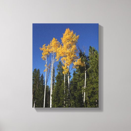 Herfstpracht in de Aspen Treetops Canvas Afdruk (Voorkant)