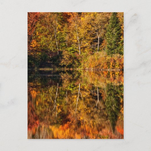 Herfstreflectie op Coffin Pond Briefkaart (Voorkant)