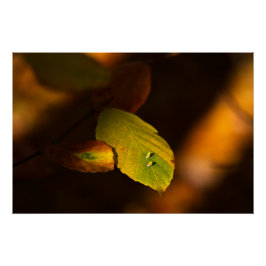 Herfstscène met bladeren die de zon opsnuiven perfect poster