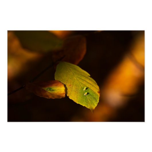 Herfstscène met bladeren die de zon opsnuiven perfect poster (Voorkant)