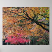 Herfstseizoen Blad Kleuren Botanisch Poster (Voorkant)