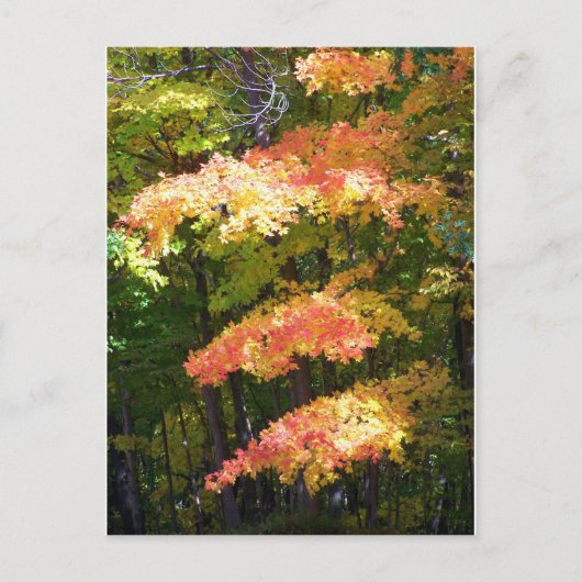 herfstsplendor briefkaart (Voorkant)