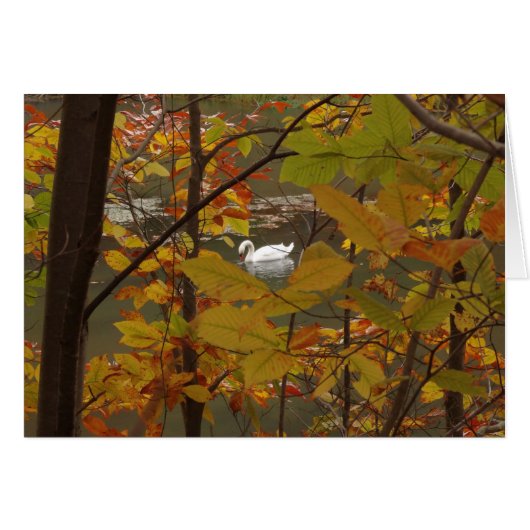 Herfstvijver met zwaan (Voorkant Horizontaal)