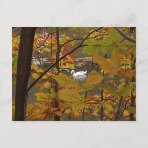 Herfstvijver met zwaan briefkaart