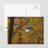 Herfstvijver met zwaan briefkaart (Voorkant / Achterkant)